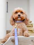 Wyld Cub Belgravia - Sugarplum Lead