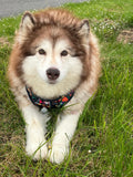 Twiggy Tags Aurora Harness