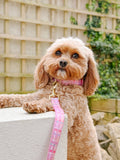 Wyld Cub Belgravia - Bonbon Lead