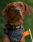 Twiggy Tags Collar