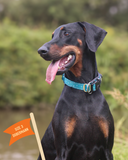 Twiggy Tags Collar