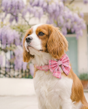Wyld Cub Sailor Bow