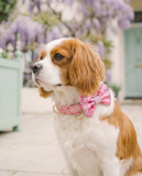 Wyld Cub Belgravia Collar - Bonbon